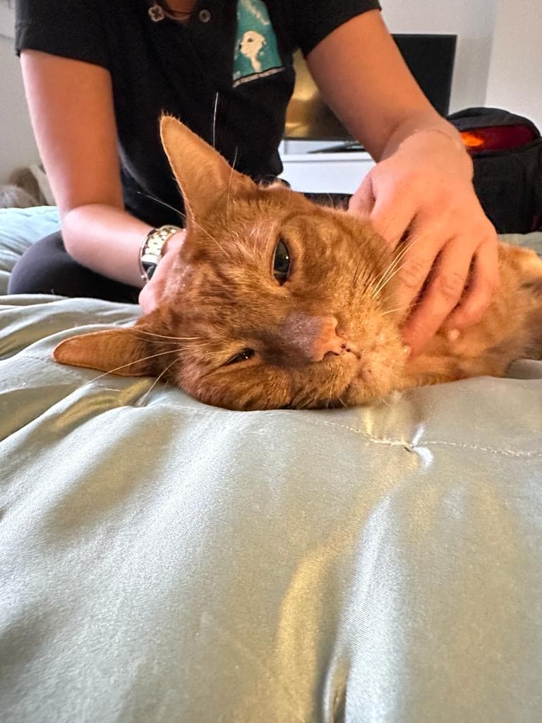 A dog walking with some trees in the background