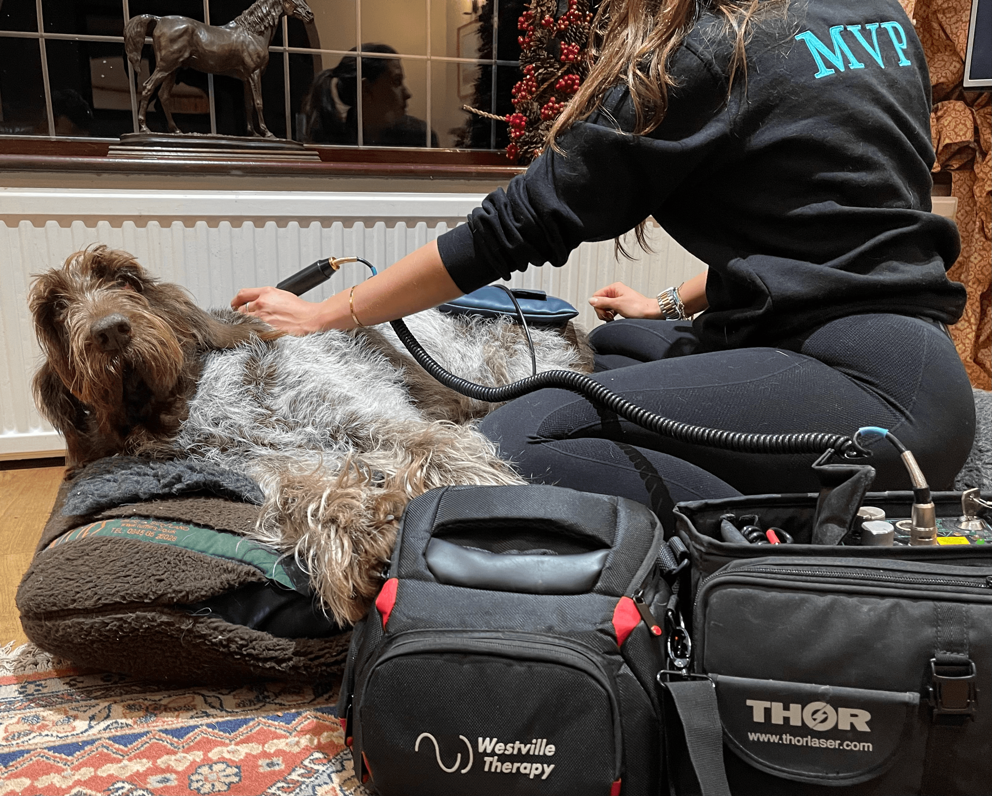 A dog called olive receving treatment