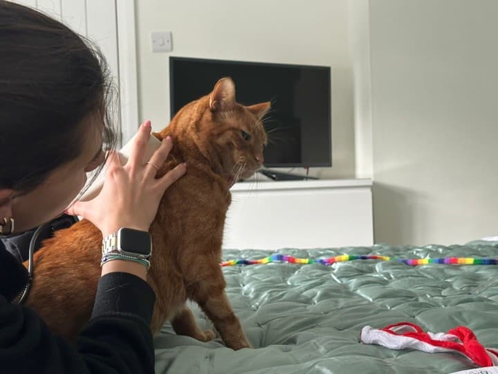 A poorly dog in his bed receiving ECT Therapy