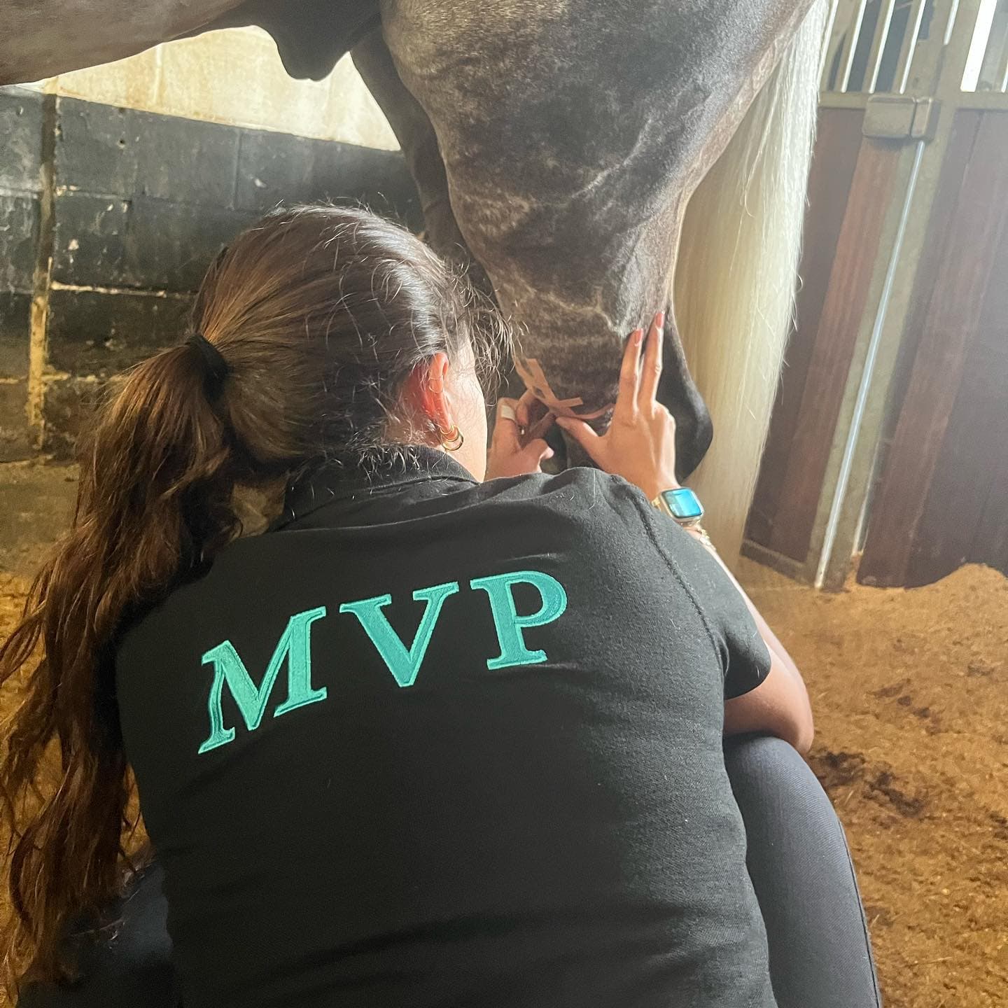 A horse being patched up by Maddie